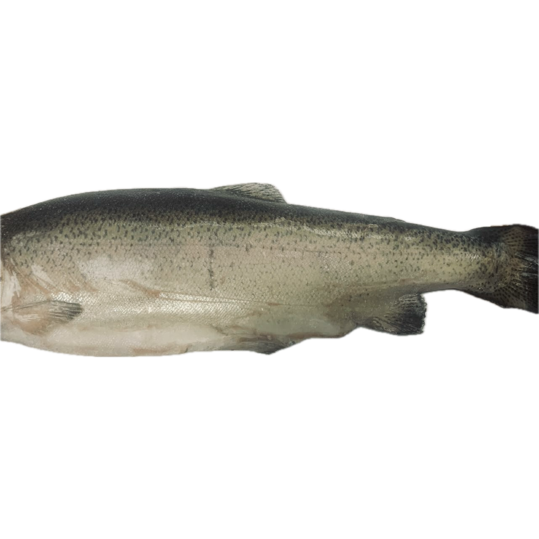 Превью товара Мороженая радужная форель (ONCORHYNCHUS MYKISS) без головы, потрошеная (масса одной шт.: 1,8-2,7 кг) #3